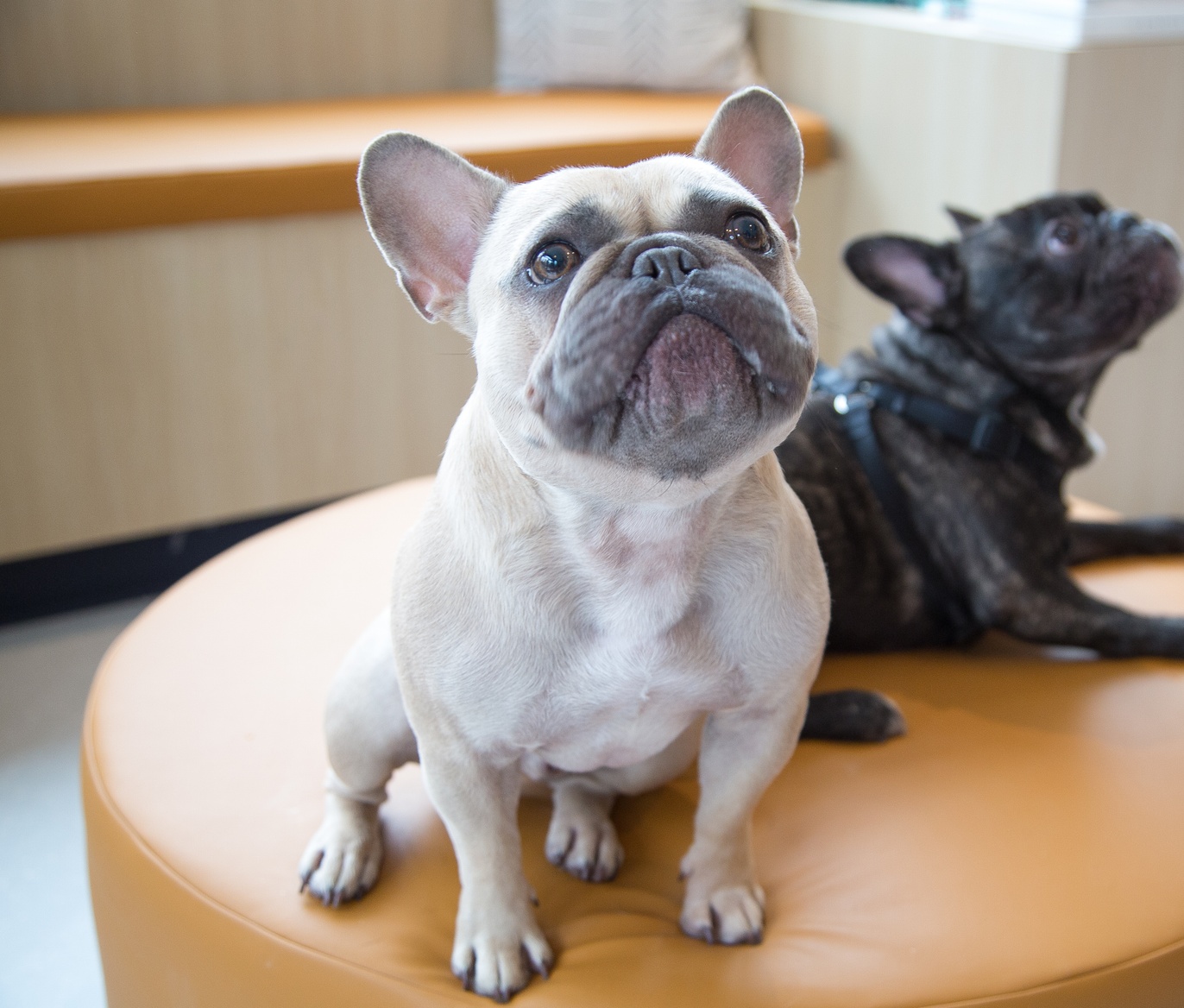 Woodbury Animal Hospital & Vet Clinic Bond Vet